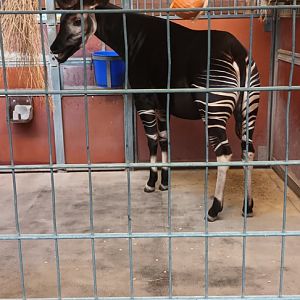Okapi