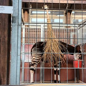 Example of Okapi indoor Enclosure