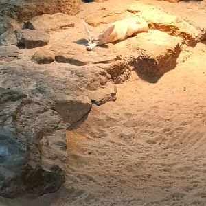 Fennec Fox