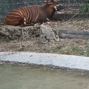 Eastern Bongo