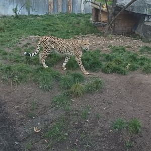 Cheetah