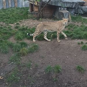 Cheetah