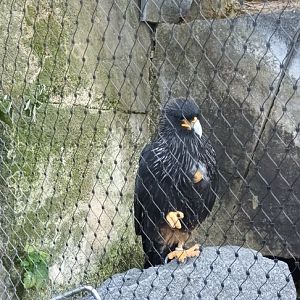 Striated Caracara
