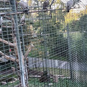 Western Griffon Vulture Aviary