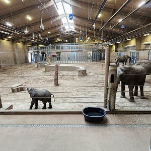 Elephant Herd Rooms