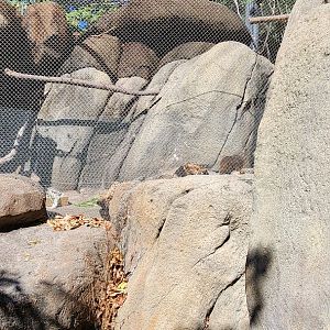 Hyrax Exhibit