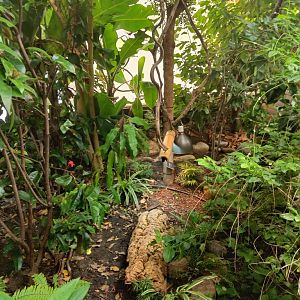 Spiny Turtle Enclosure