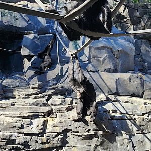 Siamangs in Gorilla Valley