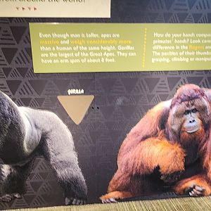 what happened to the gorilla hand?