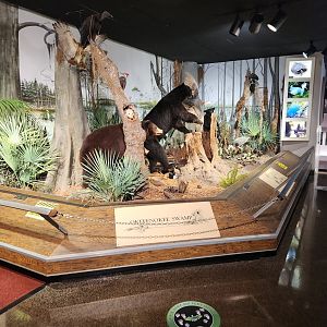 Fernbank Science Center - Okefenokee Swamp diorama