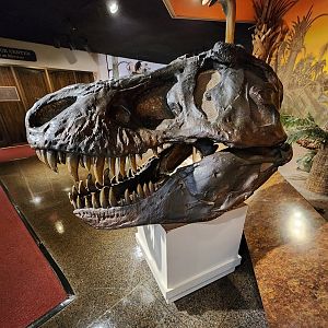Fernbank Science Center - Theropod skull