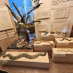 Fernbank Science Center - Snakes of Atlanta