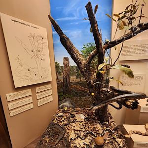 Fernbank Science Center - Nonvenomous snakes closeup