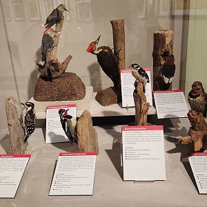 Fernbank Science Center - Woodpeckers of Georgia