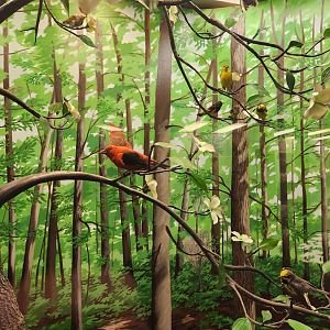 Fernbank Science Center - Forest birds diorama