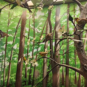 Fernbank Science Center - Forest birds 2