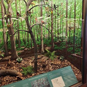 Fernbank Science Center - Forest birds far view