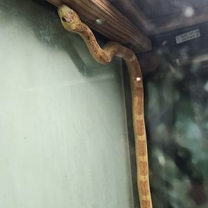 Fernbank Science Center - Everglades Rat Snake
