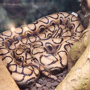 Fernbank Science Center - Brazilian Rainbow Boa