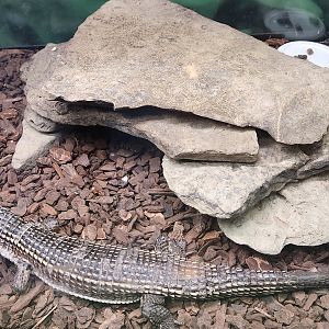 Fernbank Science Center - Sudan Giant Plated Lizard