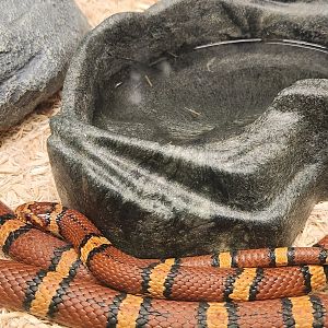 Fernbank Science Center - Coastal Plains Milk Snake
