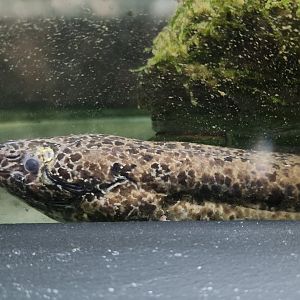 Fernbank Science Center - Protopterus dolloi