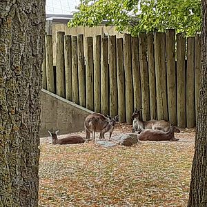 Western Grey Kangaroos