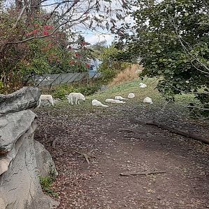 Large Arctic Wolf Pack!