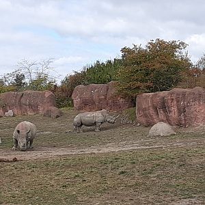 Southern White Rhinos