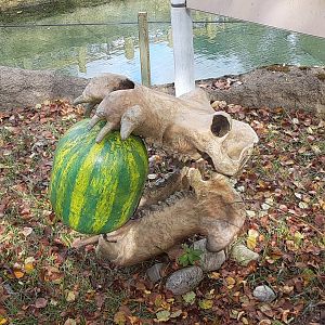 Amusing Hippo Skull Model