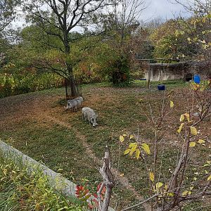 Impressive Warthog Exhibit