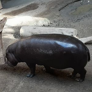 Pygmy Hippo