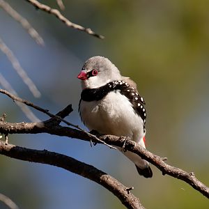 Diamond Firetail