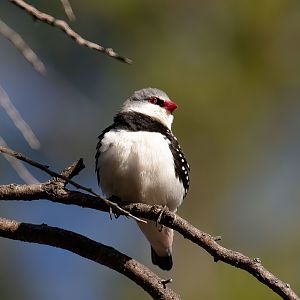 Diamond Firetail
