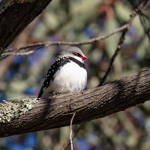 Diamond Firetail