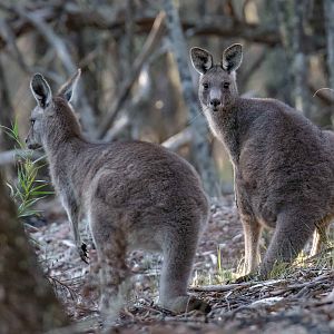 Eastern Grey Kangaroo