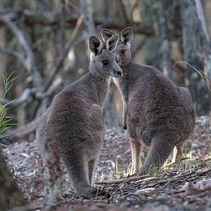 Eastern Grey Kangaroo