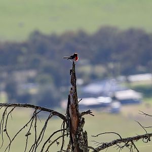 Red-capped Robin