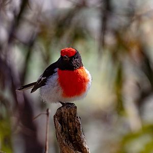 Red-capped Robin