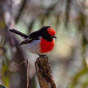 Red-capped Robin