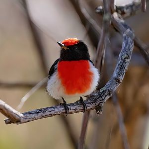 Red-capped Robin