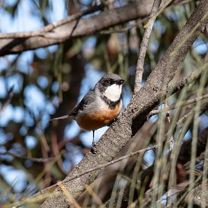 Rufous Whistler
