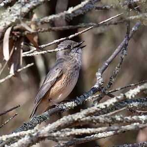 Rufous Whistler female