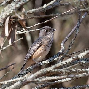 Rufous Whistler female