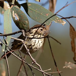 Speckled Warbler