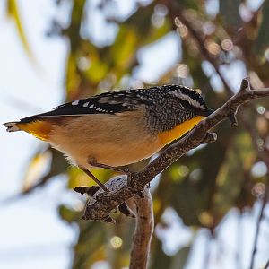 Spotted Pardalote