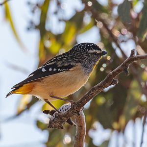 Spotted Pardalote