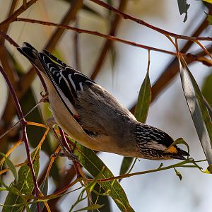 Striated Pardalote