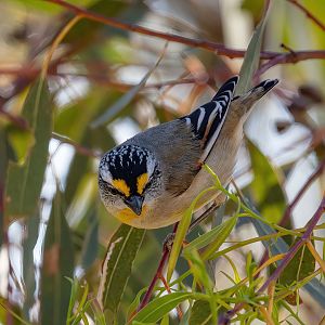Striated Pardalote