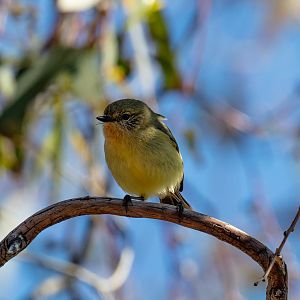 Yellow Thornbill